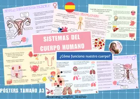 Vista previa - Refuerzo / NEE / Materiales de apoyo - SISTEMAS DEL CUERPO HUMANO (INGLÉS, ESPAÑOL Y EUSKERA) - página 1
