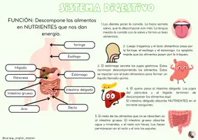 Vista previa - Refuerzo / NEE / Materiales de apoyo - SISTEMAS DEL CUERPO HUMANO (INGLÉS, ESPAÑOL Y EUSKERA) - página 2