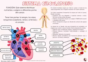 Vista previa - Refuerzo / NEE / Materiales de apoyo - SISTEMAS DEL CUERPO HUMANO (INGLÉS, ESPAÑOL Y EUSKERA) - página 3
