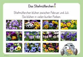 Vorschau - Arbeitsblätter - Frühblüher - das Stiefmütterchen (Material für die 1. Klasse) - Seite 3