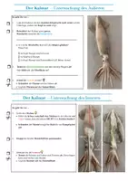 Vorschau - Stundenentwürfe - Ist der Tintenfisch ein Fisch? - Seite 2