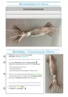 Vorschau - Stundenentwürfe - Ist der Tintenfisch ein Fisch? - Deckblatt