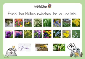 Vorschau - Poster - Frühblüher - Tafelmaterial für die 1. Klasse - Seite 3