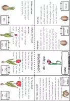 Vorschau - Arbeitsblätter - Lebenszyklus Tulpe Minibuch - Frühblüher im Sachunterricht - Seite 3