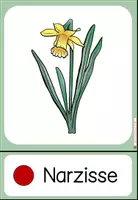 Vorschau - Poster - Frühblüher Tafelmaterial - Wort- und Bildkarten - Seite 3