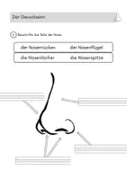 Vorschau - Arbeitsblätter - Aufbau des Ohrs - Seite 1