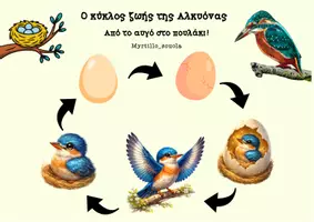 Προεπισκόπηση - Φύλλα εργασίας - 🐦Αλκυονίδες μέρες-Εκτυπώσιμο υλικό για το Νηπιαγωγείο. - Σελίδα 2