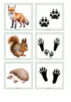 Vorschau - Bildkarten - Tierspuren im Winter - Legematerial - Seite 2
