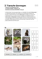 Vorschau - Arbeitsblätter - Heimische Tiere im Winter. AB 3: Tiere und ihre Überwinterungsstrategien - Seite 3