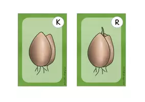 Vorschau - Arbeitsblätter - Lesespaziergang Tulpenjahr / Frühblüher - Klasse 1-2 - Seite 2
