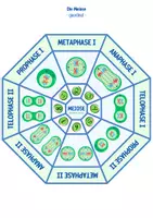 Vorschau - Spiele - Zellteilung: Mitose & Meiose - Legekreis - Seite 3