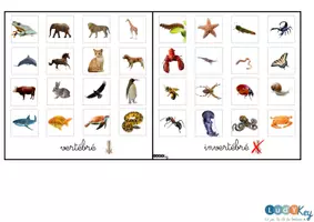 Aperçu - Apprentissages en autonomie - Jeu de tri Montessori vertébré / invertébré – 32 cartes sciences animaux - Page 3