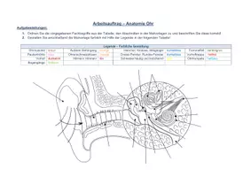 Vorschau - Arbeitsblätter - Anatomie Ohr - mit Malvorlage - Seite 1