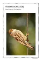 Vorschau - Stundenentwürfe - Lesetext differenziert "Der mutige Spatz" mit Aufgaben - Seite 3