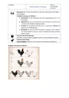 Vorschau - Arbeitsblätter - Genetik: Intermediärer Erbgang (mit Lösung) - Seite 2