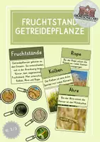 Vorschau - Präsentationen/Tafelbilder - Fruchtstand Getreide - Deckblatt