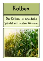 Vorschau - Präsentationen/Tafelbilder - Fruchtstand Getreide - Seite 2