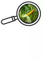 Vorschau - Präsentationen/Tafelbilder - Fruchtstand Getreide - Seite 3