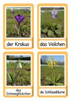 Vorschau - Stationenlernen - Wort-/Bildkarten - Frühblüher - Seite 3