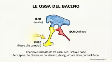 anteprima - Materiale di supporto/inclusione - I DINOSAURI - ORNITISCHI SAURISCHI - STORIA CLASSE TERZA - Pagina 3