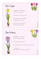 Vorschau - Merkblätter - Wissenskartei zu den Frühblühern (mehrfachdifferenziert) - Seite 3