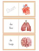 Vorschau - Spiele - Organe Lesedomino – Menschlicher Körper lesen & verstehen | Grundschule - Seite 1