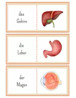 Vorschau - Spiele - Organe Lesedomino – Menschlicher Körper lesen & verstehen | Grundschule - Seite 2