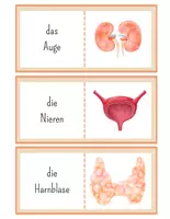 Vorschau - Spiele - Organe Lesedomino – Menschlicher Körper lesen & verstehen | Grundschule - Seite 3