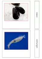 anteprima - Flashcard - Nomenclatura Montessori - Animali invertebrati 1 - Pagina 1