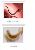 anteprima - Flashcard - Nomenclatura Montessori - Animali invertebrati 1 - Pagina 3
