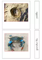 anteprima - Flashcard - Nomenclatura Montessori - Animali invertebrati 2 - Pagina 1