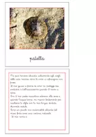 anteprima - Flashcard - Nomenclatura Montessori - Animali invertebrati 2 - Pagina di copertina