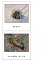 anteprima - Flashcard - Nomenclatura Montessori - Animali invertebrati 2 - Pagina 3