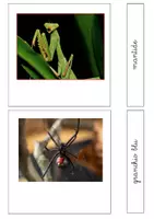 anteprima - Flashcard - Nomenclatura Montessori - Animali invertebrati 3 - Pagina 1