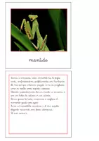 anteprima - Flashcard - Nomenclatura Montessori - Animali invertebrati 3 - Pagina di copertina