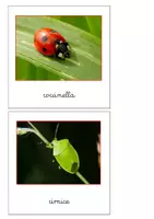 anteprima - Flashcard - Nomenclatura Montessori - Animali invertebrati 3 - Pagina 3