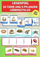 Vorschau - Spiele - Entwicklungsstadien von Tieren & Pflanzen – Legespiel für Kita & Sachunterricht - Deckblatt