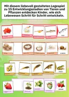 Vorschau - Spiele - Entwicklungsstadien von Tieren & Pflanzen – Legespiel für Kita & Sachunterricht - Seite 2