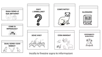 anteprima - Materiale di supporto/inclusione - L'ERMELLINO. Il maestro del mimetismo. - Pagina 2