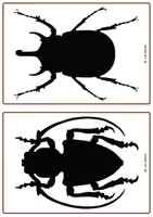Vorschau - Spiele - Insekten-Silhouetten: 42 Vorlagen für Loose Parts & Kunst - Seite 3