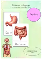 Vorschau - Poster - Bildkarten/Wortkarten zu ausgewählten Organe - Deckblatt