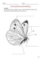 Vorschau - Arbeitsblätter - Raupe zum SCHMETTERLING 🦋 - Frühling Unterrichtsreihe - Seite 3