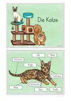 Vorschau - Stationenlernen - Katze Wissenskartei - Seite 2