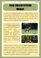 Vorschau - Arbeitsblätter - Ökosystem Wald- Einführung | Unterrichtsreihe "Ökosystem Wald", Biologie, 7.-8. Klasse - Seite 1