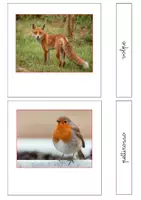 anteprima - Flashcard - Nomenclatura Montessori - Animali vertebrati 1 - Pagina 1
