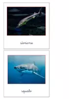 anteprima - Flashcard - Nomenclatura Montessori - Animali vertebrati 1 - Pagina 3