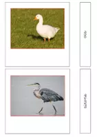 anteprima - Esercizi - Nomenclatura Montessori - Animali vertebrati 2 - Pagina 3