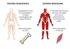 anteprima - Materiale di supporto/inclusione - Raccolta di materiali - Pagina di copertina
