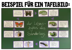 Vorschau - Poster - LEBENSZYKLUS DES SCHMETTERLINGS - Tafelmaterial - Seite 1