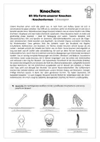 Vorschau - Arbeitsblätter - Sport: Trainingslehre - Knochen (Die Form unserer Knochen) - Seite 3